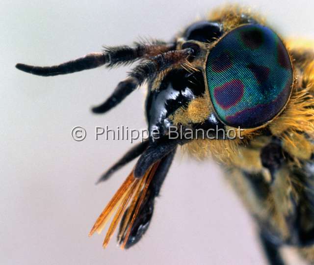 Chrysops caecutiens.JPG - in "Portraits d'insectes" ed. SeuilChrysops caecutiensPetit taon aveuglantDeer flyDipteraTabanidaeFrance